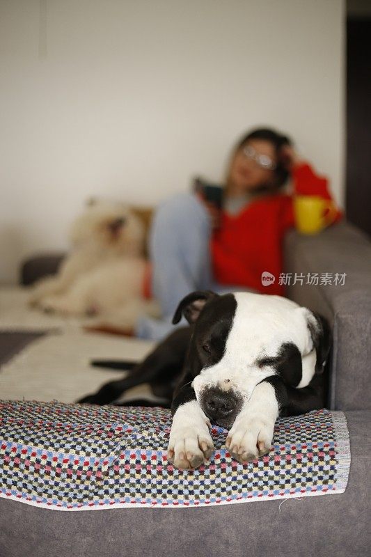 Women work at home pet sitter